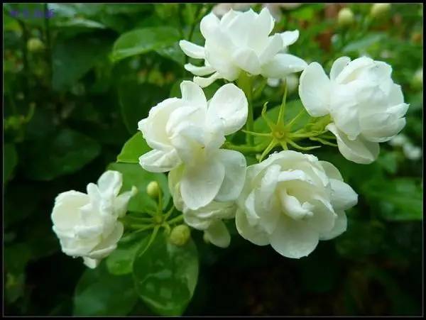 室內冬天開花_冬季開花的室內花卉有哪些_花卉開花冬季室內有什么好處