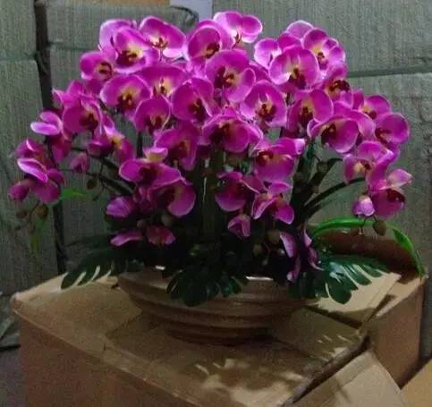 室內冬天開花_冬季開花的室內花卉有哪些_花卉開花冬季室內有什么好處
