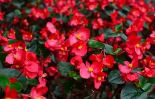 花卉開花冬季室內有什么好處_室內冬天開花_冬季開花的室內花卉有哪些