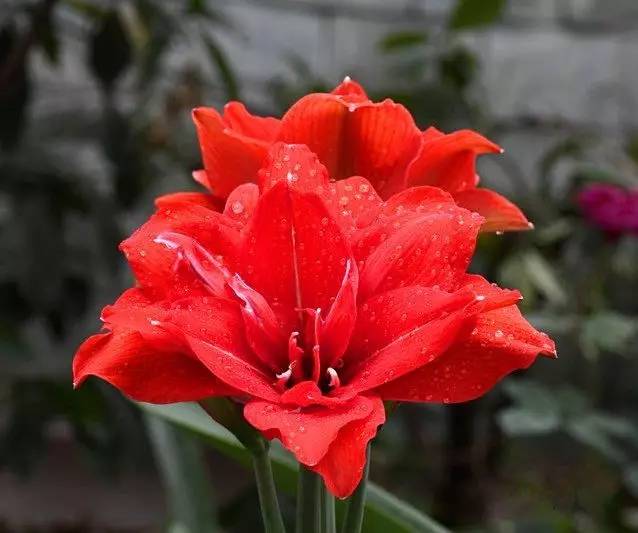 花卉開花冬季室內有什么好處_室內冬天開花_冬季開花的室內花卉有哪些