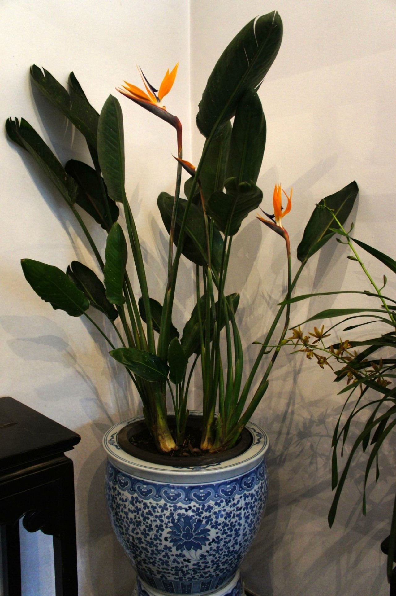花卉開花冬季室內有什么好處_冬季開花的室內花卉有哪些_室內冬天開花