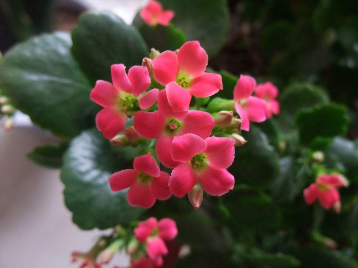 冬季開花的室內花卉有哪些_室內冬天開花_花卉開花冬季室內有什么好處