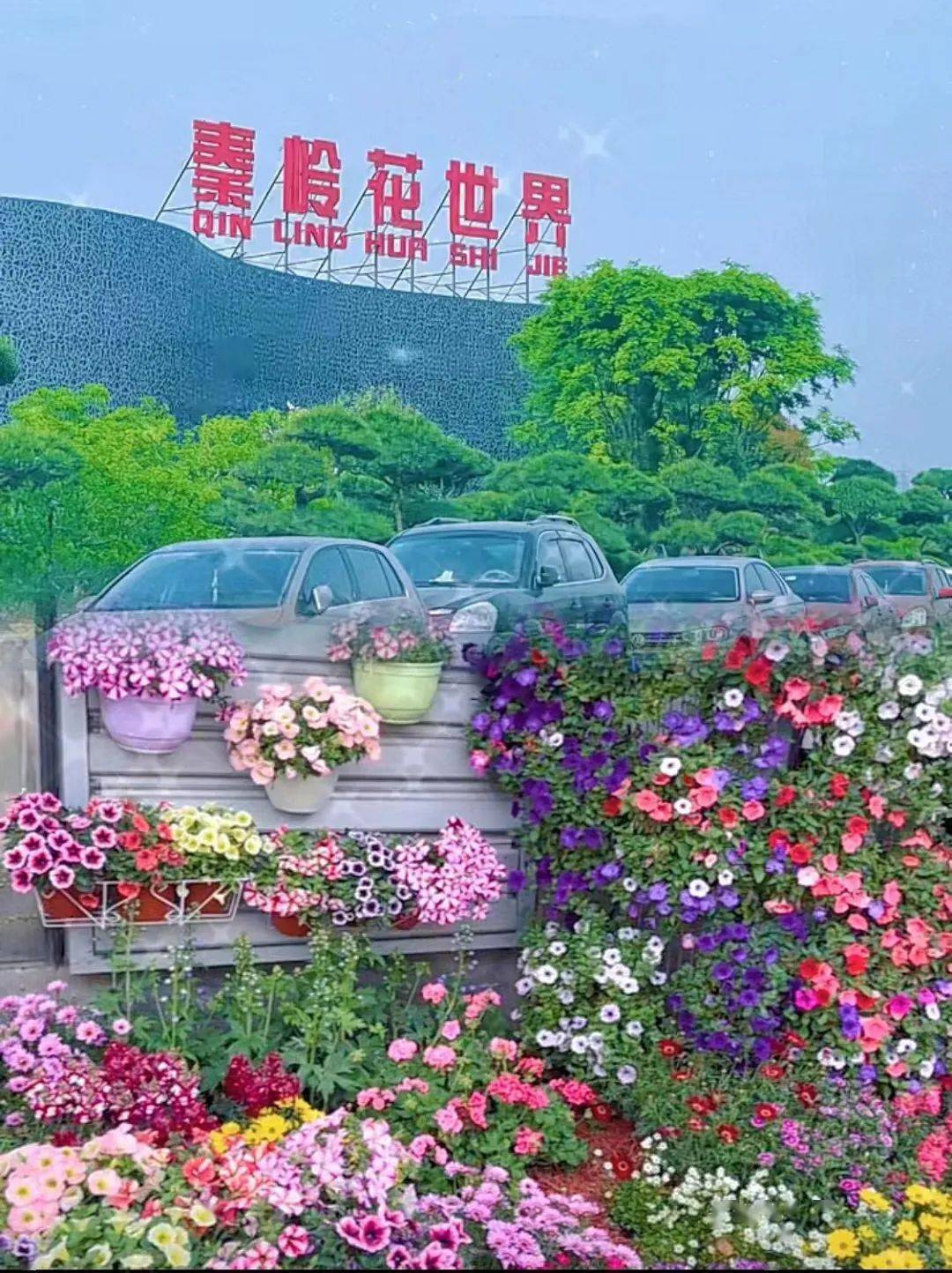 西安花卉市場_西安花卉市場行情_2021年西安花卉市場