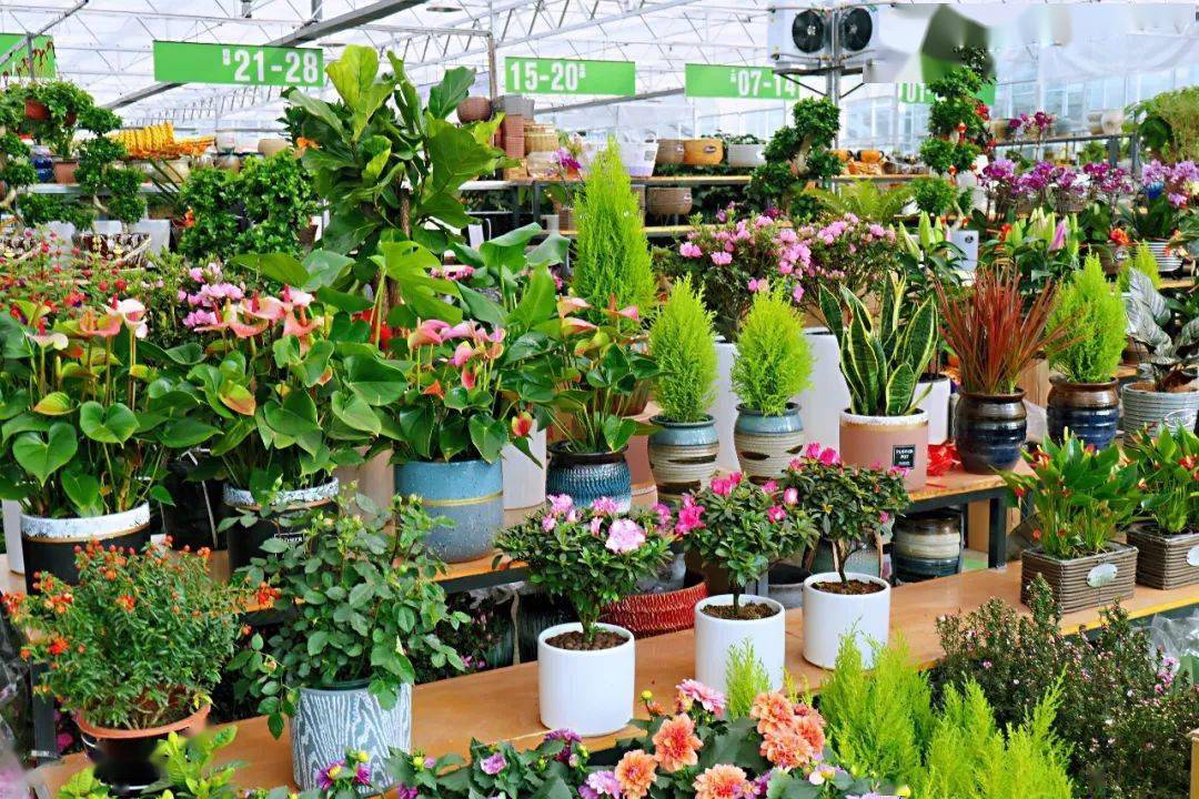 西安花卉市場行情_西安花卉市場_2021年西安花卉市場