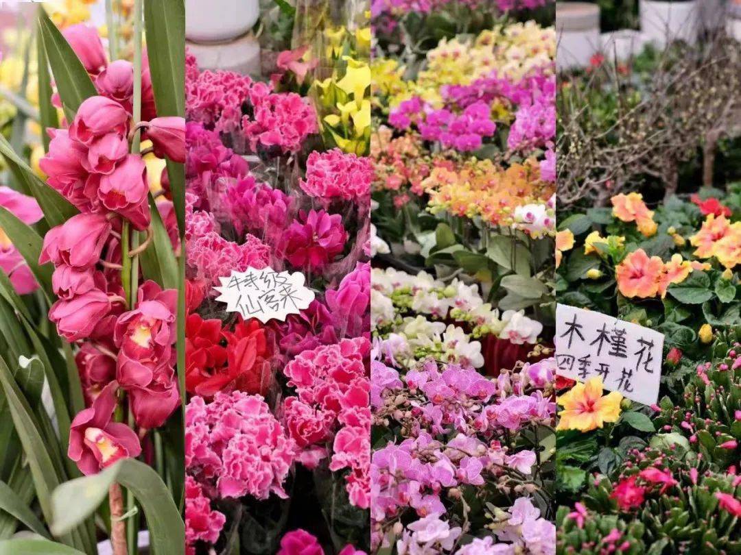 西安花卉市場行情_2021年西安花卉市場_西安花卉市場