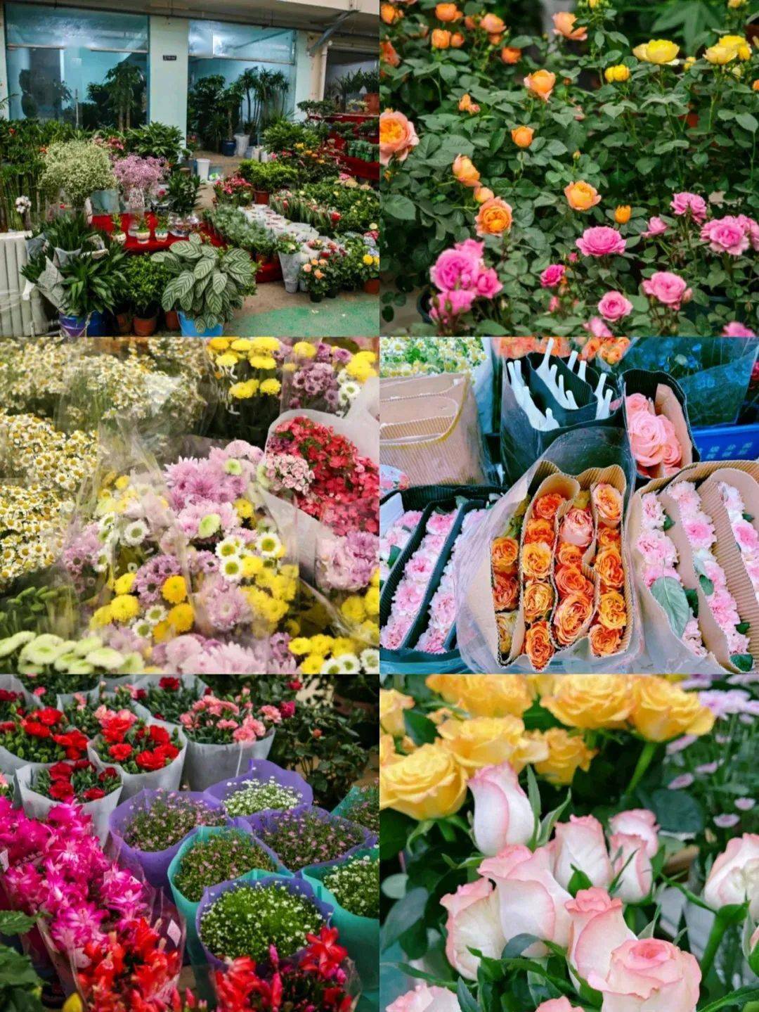 2021年西安花卉市場_西安花卉市場_西安花卉市場行情