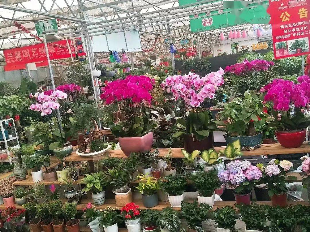 西安花卉市場_西安花卉市場行情_2021年西安花卉市場