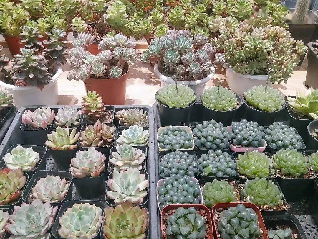 西安花卉市場行情_西安花卉市場_2021年西安花卉市場