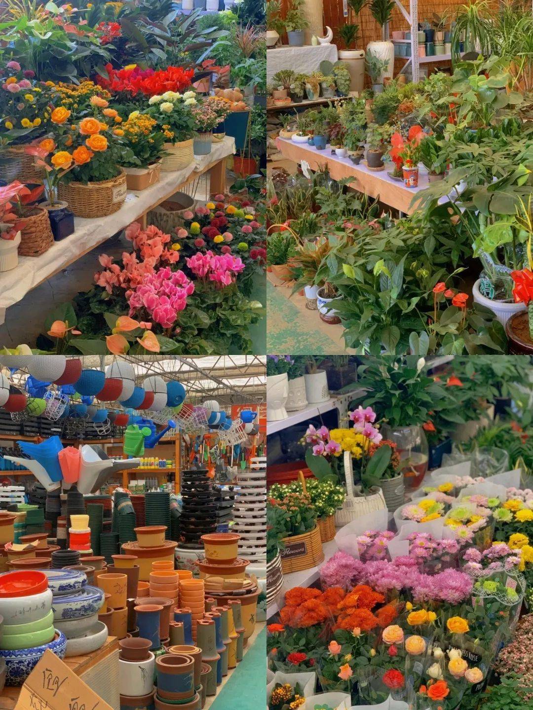 2021年西安花卉市場_西安花卉市場行情_西安花卉市場