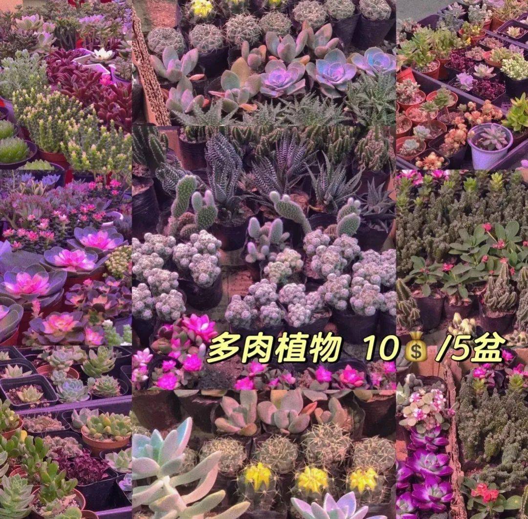 西安花卉市場行情_西安花卉市場_2021年西安花卉市場