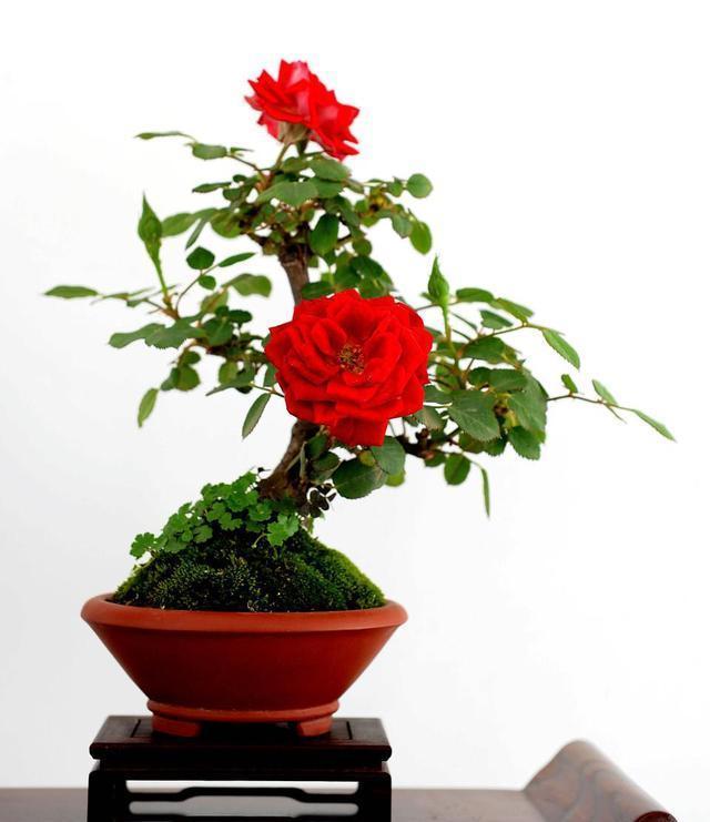 一年四季都開花的八大名花，常年花開不斷
