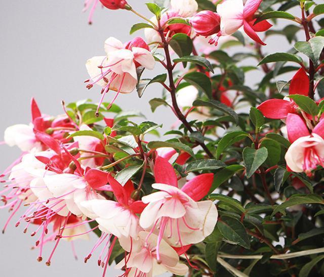 四季開的花有_花期四季開花的_一年四季開花的花卉有哪些