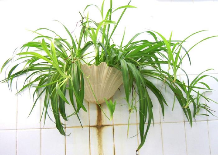 適合家養的這幾種綠色植物，既美觀又可凈化空氣，建議收藏哦！