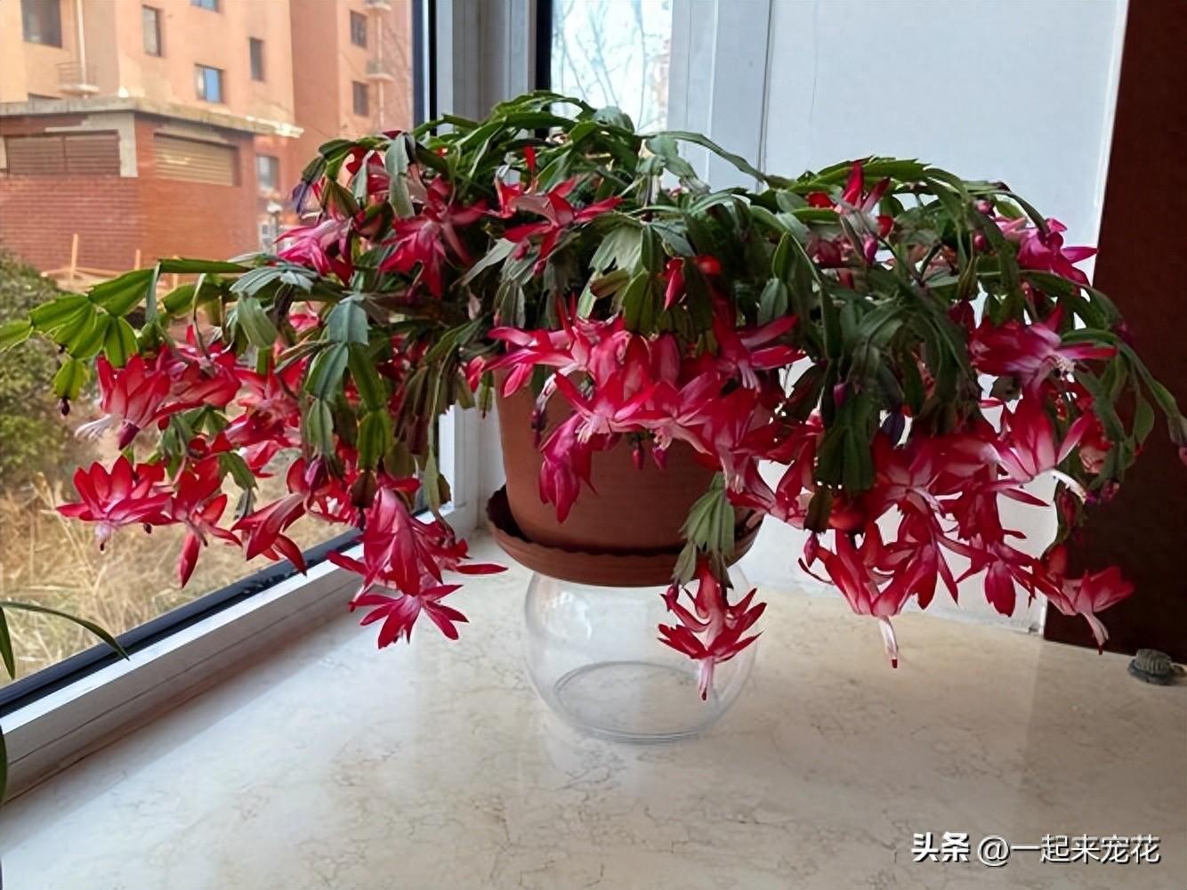 適合室內種植的5種花，每一種都是顏值擔當，好養好看空氣更清新