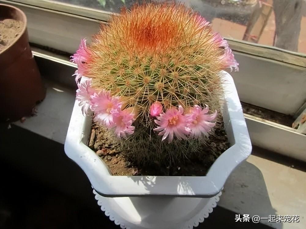 花卉室內養易有蟲害嗎_室內易養的花卉有哪些_花卉室內養易有蟲子嗎