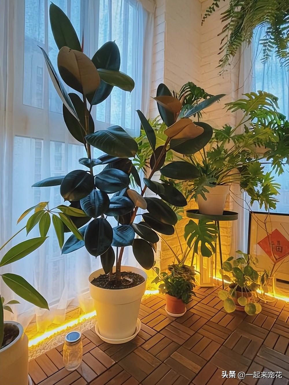 花卉室內養易有蟲害嗎_室內易養的花卉有哪些_花卉室內養易有蟲子嗎