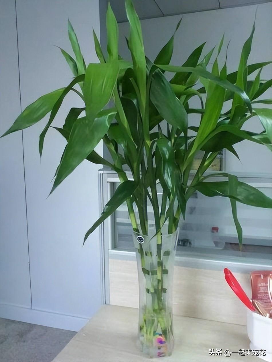 室內易養的花卉有哪些_花卉室內養易有蟲子嗎_花卉室內養易有蟲害嗎