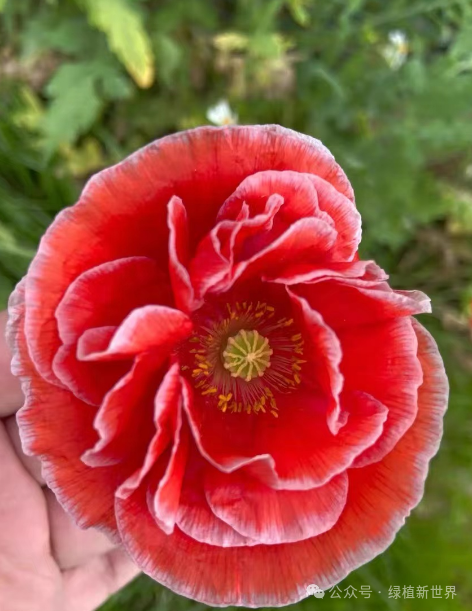 <strong>10月后建議養哪些花？適合秋季播種持續開花的四種花卉</strong>