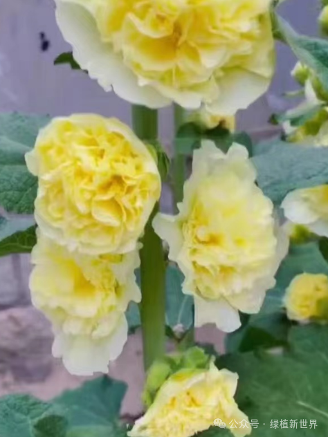 花開有花期什么意思_月花開_10月有哪些花開花