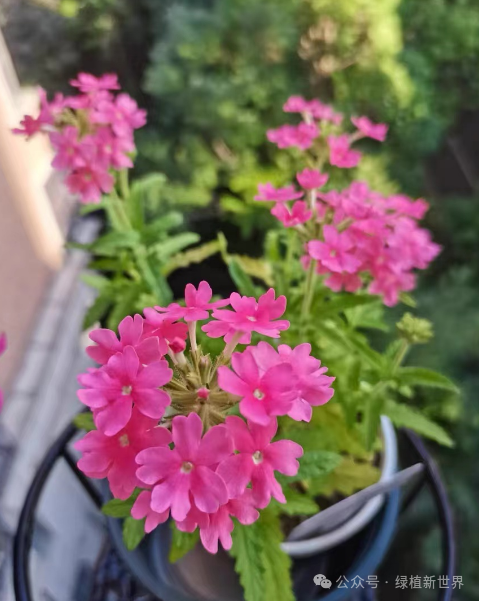 花開有花期什么意思_10月有哪些花開花_月花開