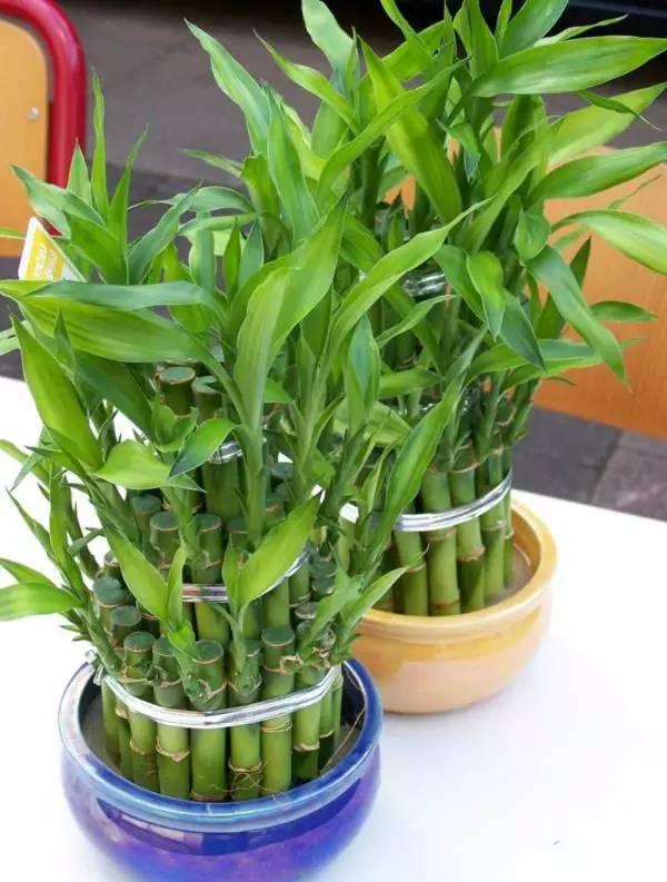 19種簡單易養的室內植物，生長很是輕松