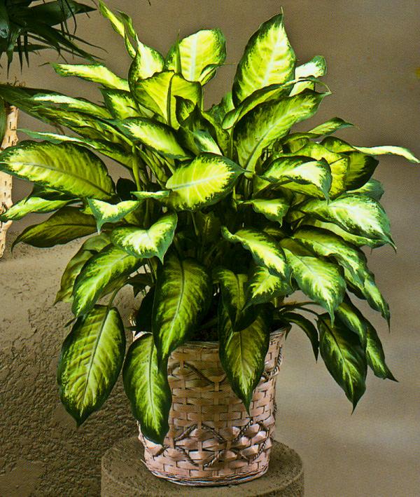 室內綠植水培好還是土培_室內水培綠植_室內綠植水培還是土培好養