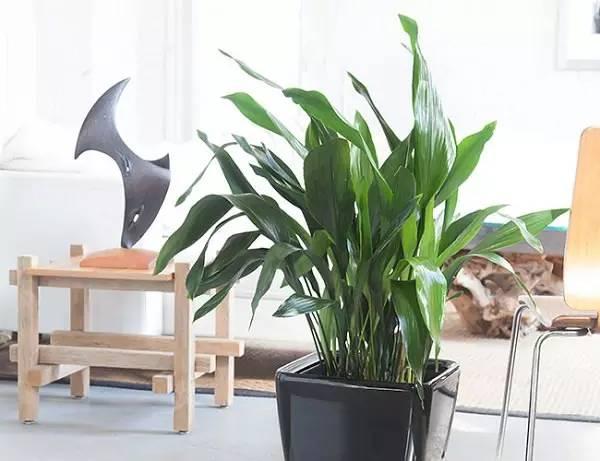 室內綠植水培好還是土培_室內綠植水培還是土培好養_室內水培綠植