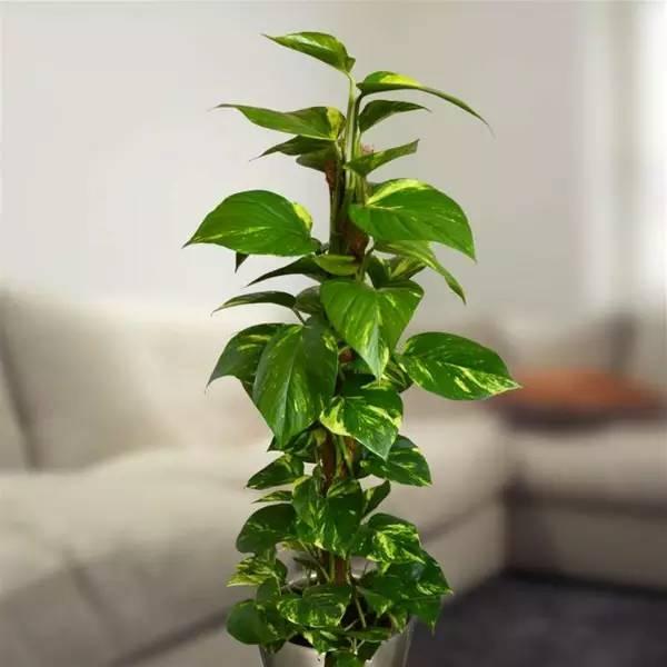 室內水培綠植_室內綠植水培還是土培好養_室內綠植水培好還是土培