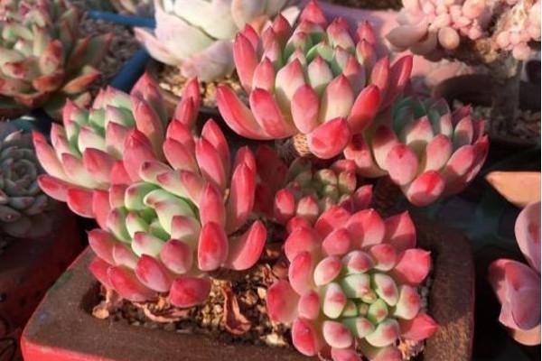 秋季多肉也別“瞎換盆”，2個情況分清楚，省功夫，服盆快