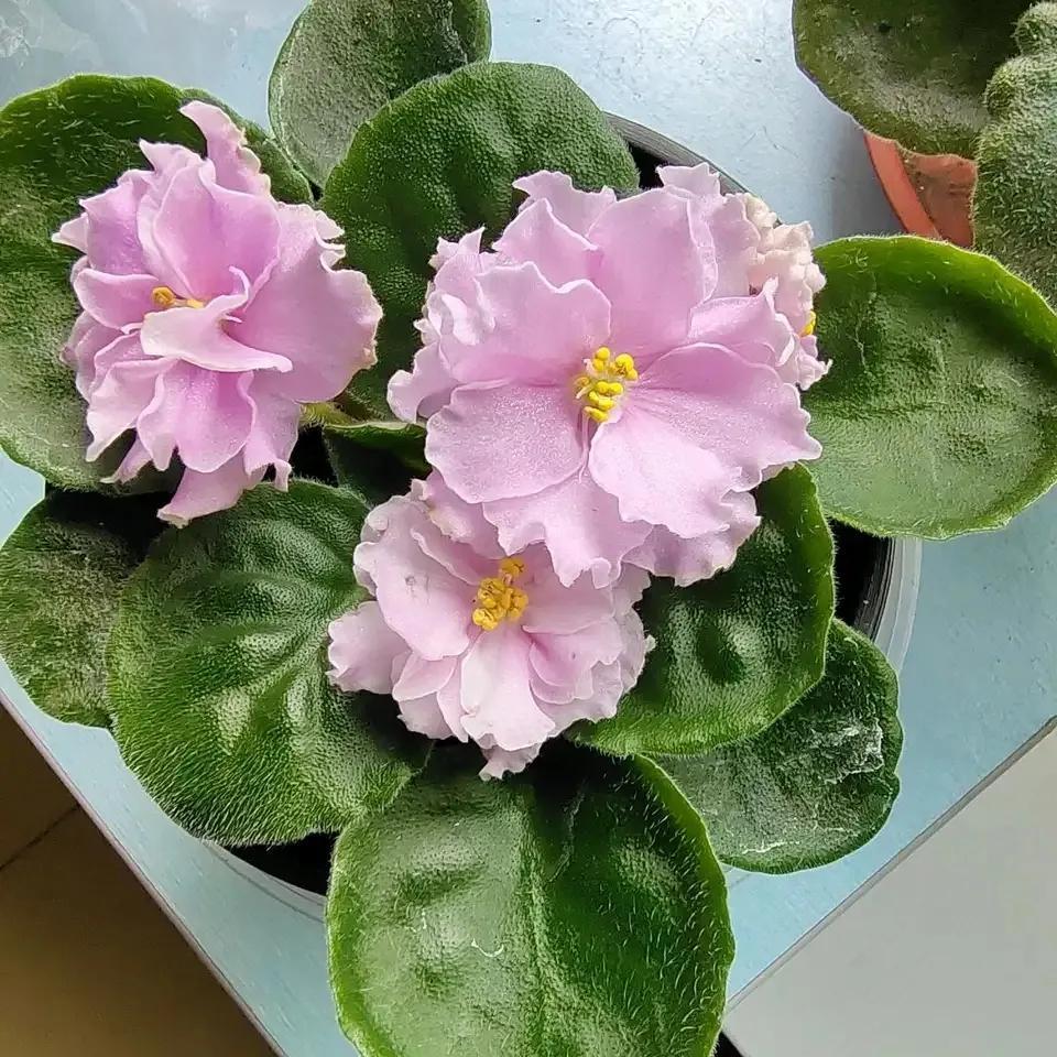 <strong>這4種花真的好養，放室內也能開花，四季不斷</strong>