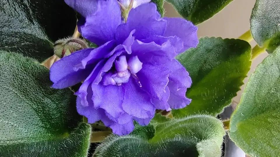 一年四季室內開花好養的花_四季開花室內花卉_開花四季室內養花好嗎