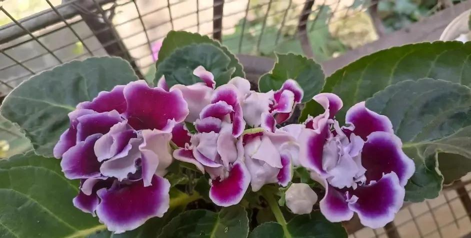 一年四季室內開花好養的花_四季開花室內花卉_開花四季室內養花好嗎