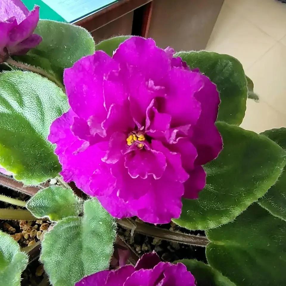 四季開花室內花卉_開花四季室內養花好嗎_一年四季室內開花好養的花