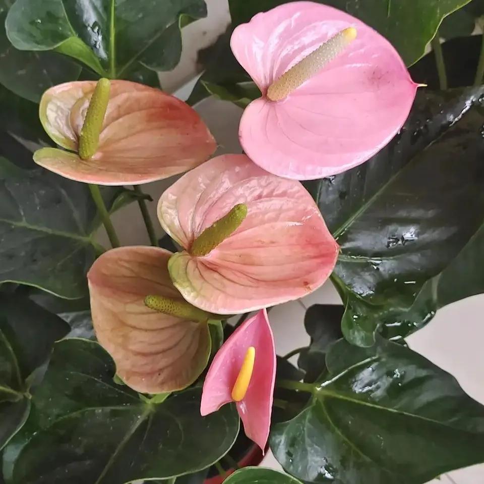 一年四季室內開花好養的花_四季開花室內花卉_開花四季室內養花好嗎
