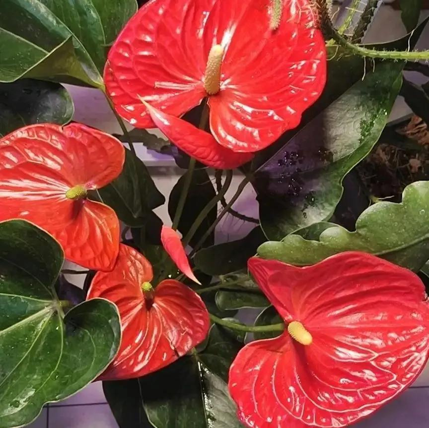 一年四季室內開花好養的花_四季開花室內花卉_開花四季室內養花好嗎