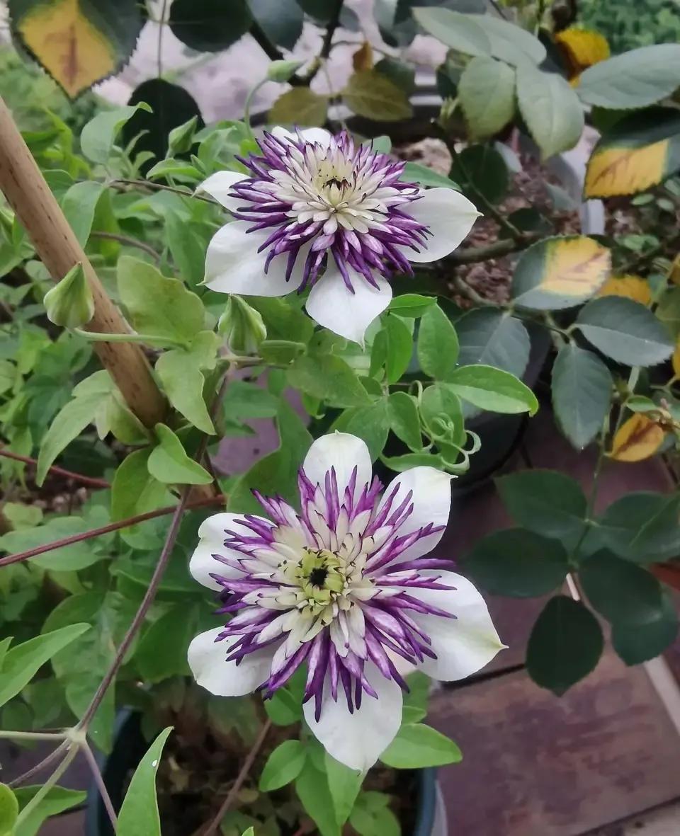 開花四季室內養花好嗎_四季開花室內花卉_一年四季室內開花好養的花