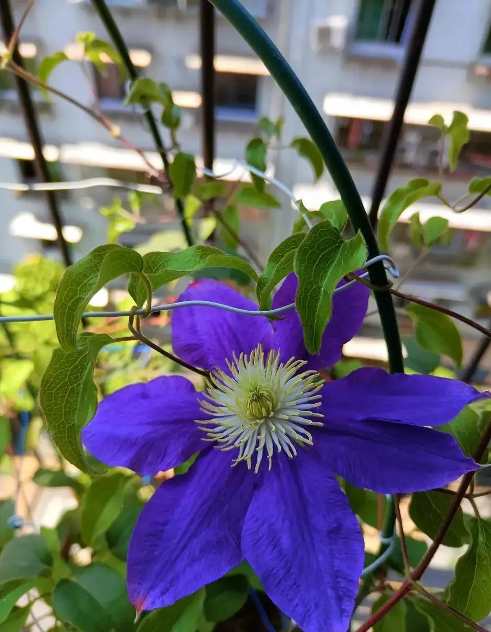 一年四季室內開花好養的花_四季開花室內花卉_開花四季室內養花好嗎
