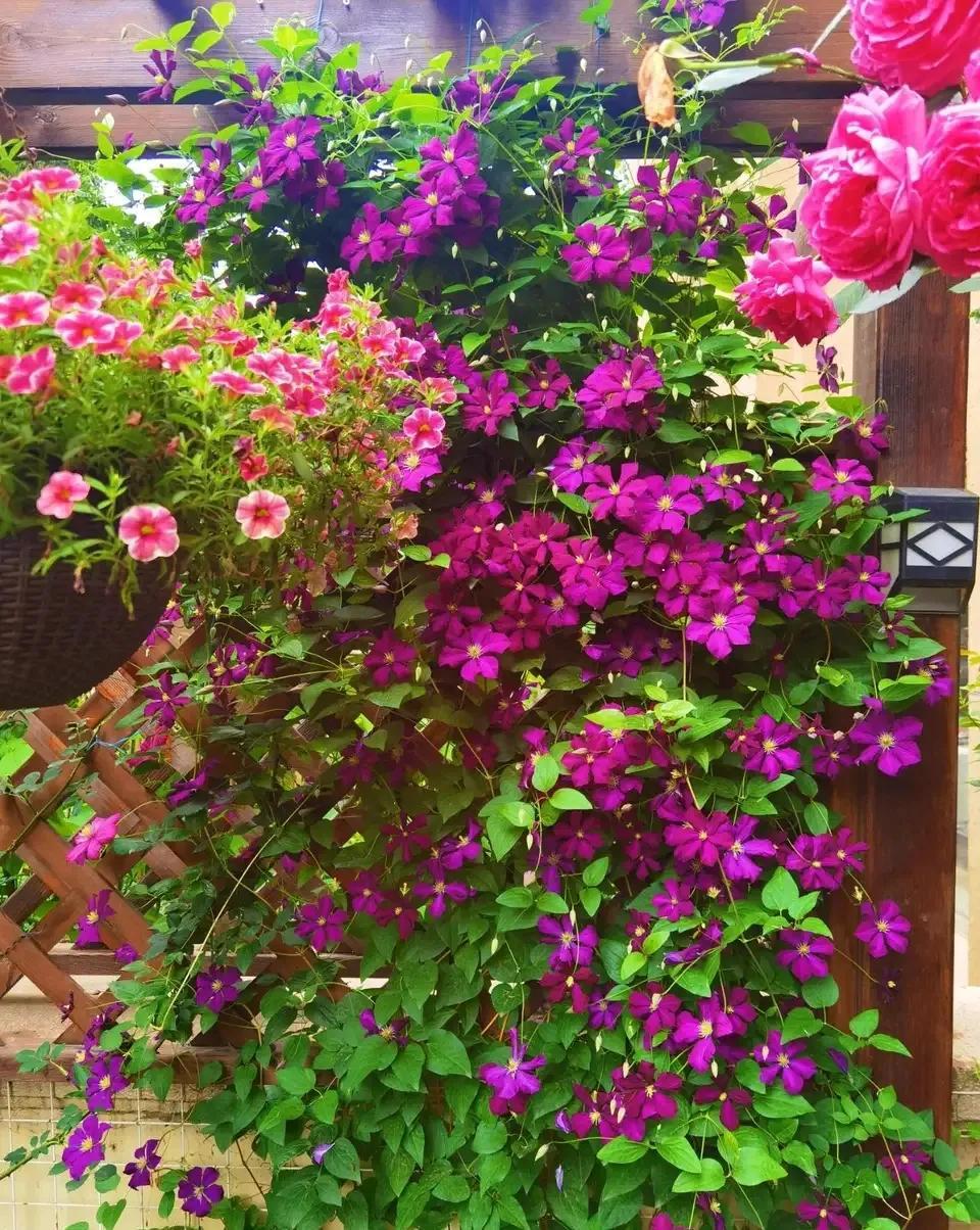 一年四季室內開花好養的花_四季開花室內花卉_開花四季室內養花好嗎