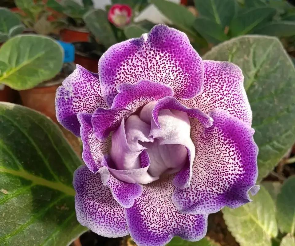 四季開花室內花卉_一年四季室內開花好養的花_開花四季室內養花好嗎
