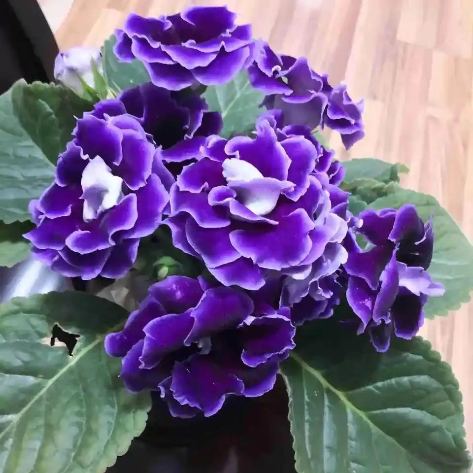 四季開花室內花卉_一年四季室內開花好養的花_開花四季室內養花好嗎