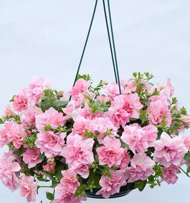 室內養植物適合種什么花_適合在室內養的植物_室內養植物適合什么花