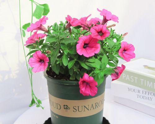 室內養植物適合什么花_室內養植物適合種什么花_適合在室內養的植物