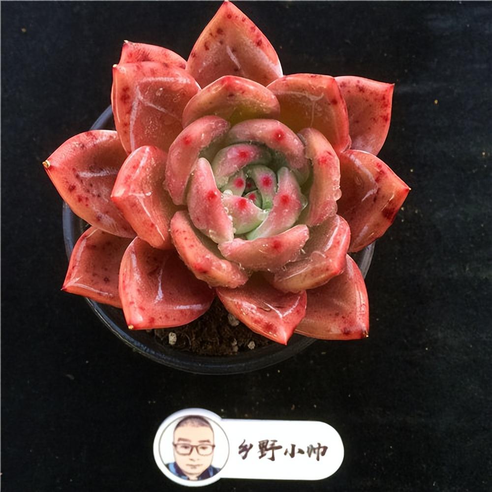 上新多肉精品，每款顏值都好，一起看看吧