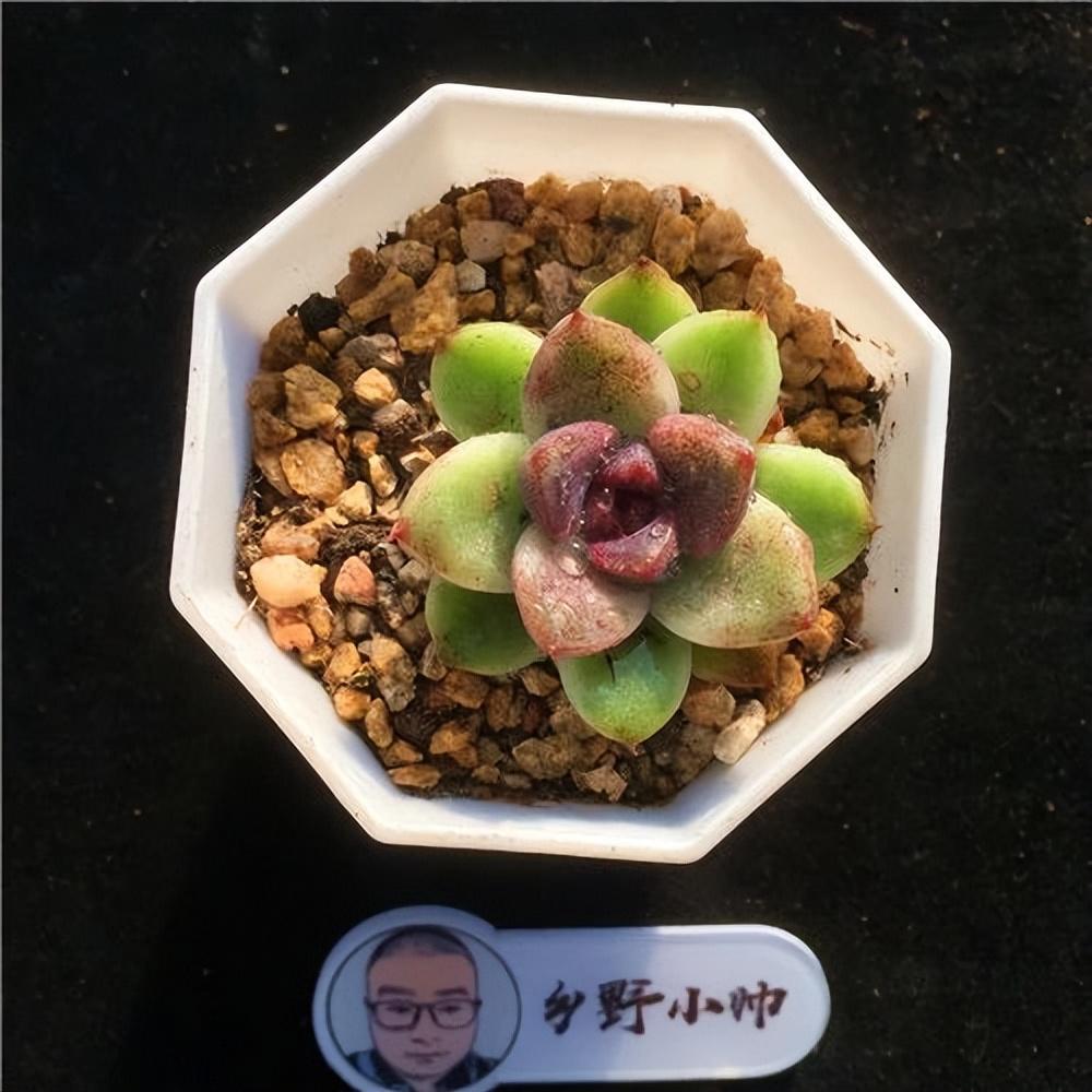 泡泡糖多肉好度夏嗎_泡泡糖多肉繁殖_泡泡糖多肉好養嗎