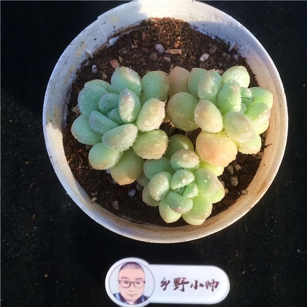 泡泡糖多肉繁殖_泡泡糖多肉好養嗎_泡泡糖多肉好度夏嗎