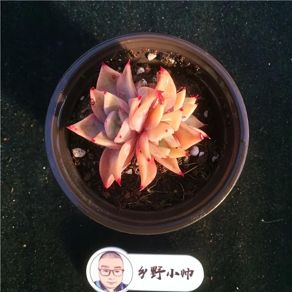 泡泡糖多肉好養嗎_泡泡糖多肉好度夏嗎_泡泡糖多肉繁殖