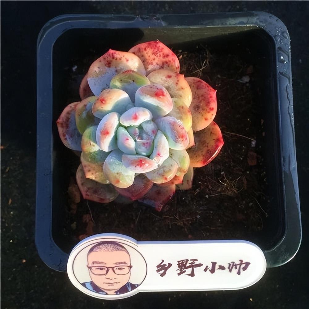 泡泡糖多肉好度夏嗎_泡泡糖多肉好養嗎_泡泡糖多肉繁殖