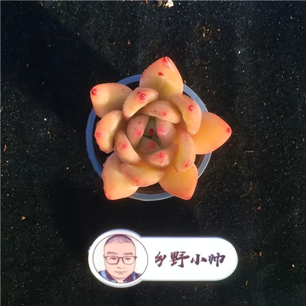 泡泡糖多肉好度夏嗎_泡泡糖多肉繁殖_泡泡糖多肉好養嗎