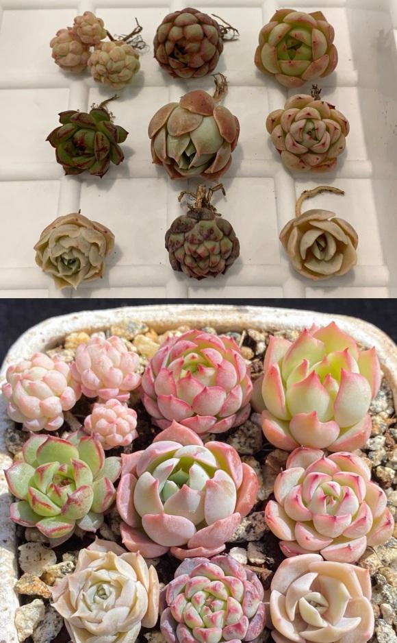 皮實好養的蓮花座多肉_蓮花座多肉品種大全圖解_蓮花座多肉