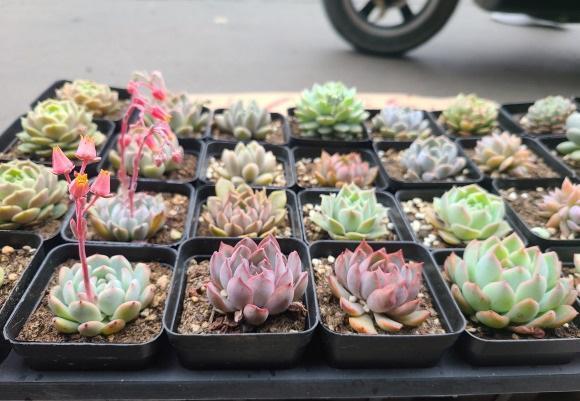 皮實好養的蓮花座多肉_蓮花座多肉_蓮花座多肉品種大全圖解